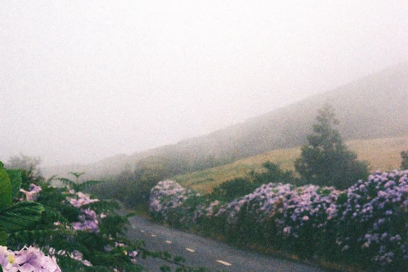 Hydrangea-lined road in the Azores fog